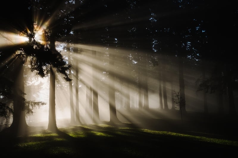 Forest Glade